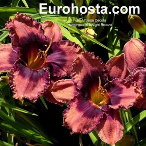 Hemerocallis Night Breeze