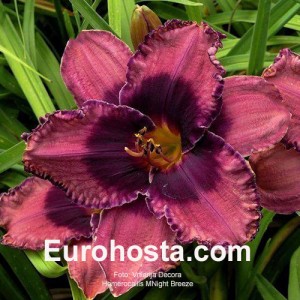 Hemerocallis Night Breeze