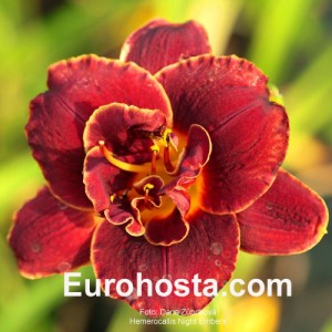 Hemerocallis Night Embers - Eurohosta