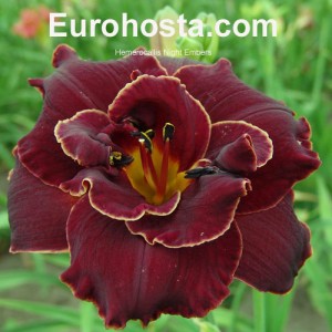 Hemerocallis Night Embers - Eurohosta