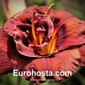 Hemerocallis Night Embers - Eurohosta