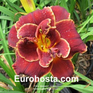 Hemerocallis Night Embers