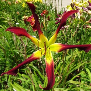 Hemerocallis Nine Inch Nails