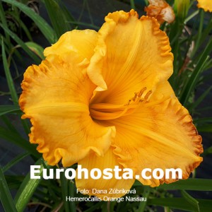 Hemerocallis Orange Nassau