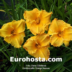 Hemerocallis Orange Nassau