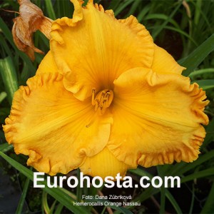 Hemerocallis Orange Nassau