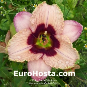 Hemerocallis Orchid Candy - Eurohosta