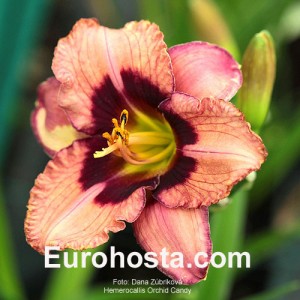 Hemerocallis Chocolate Candy - Eurohosta