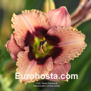 Hemerocallis Chocolate Candy - Eurohosta