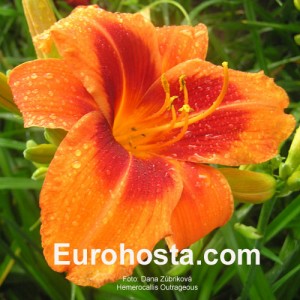 Hemerocallis Outrageous - Eurohosta