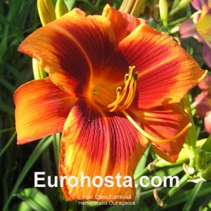 Hemerocallis Outrageous - Eurohosta