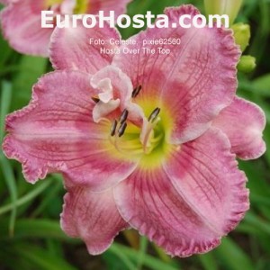 hemerocallis Over the Top 