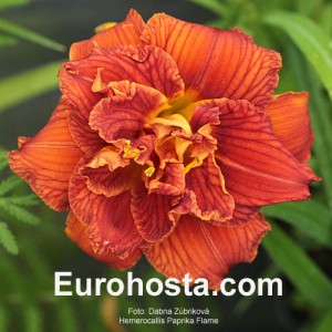 Hemerocallis Paprika Flame Eurohosta