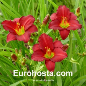 Hemerocallis Pardon Me