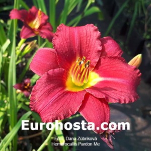 Hemerocallis Pardon Me