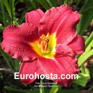 Hemerocallis Pardon Me