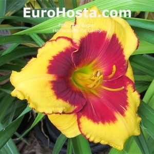 Hemerocallis Pat Garrity