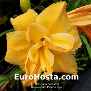 Hemerocallis Patricia Jojo - Eurohosta