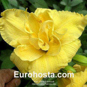 Hemerocallis Patricia Jojo - Eurohosta