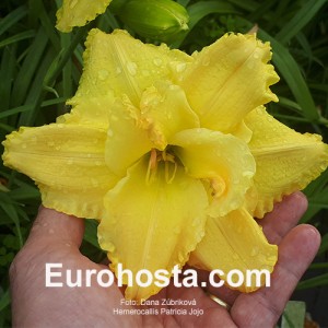 Hemerocallis Patricia Jojo 