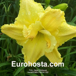 Hemerocallis Patricia Jojo 