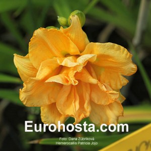 Hemerocallis Chocolate Candy - Eurohosta