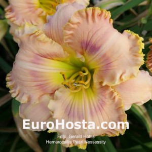 Hemerocallis Pearl Necessity