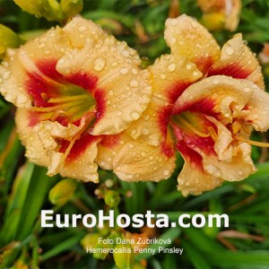 Hemerocallis Penny Pinsley