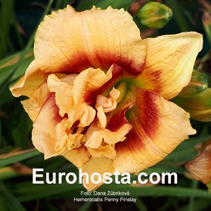 Hemerocallis Penny Pinsley