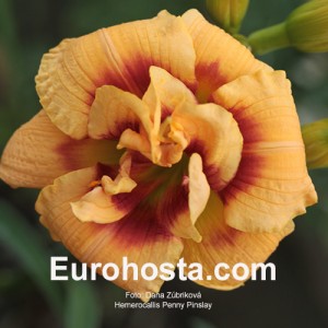 Hemerocallis Penny Pinsley