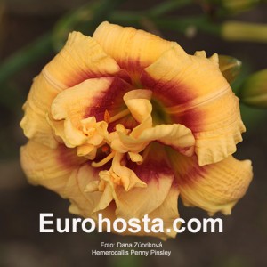 Hemerocallis Penny Pinsley