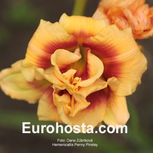 Hemerocallis Penny Pinsley