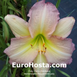 Hemerocallis Peppermint Lady