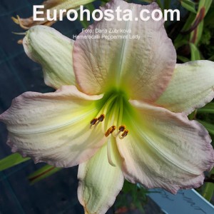 Hemerocallis Peppermint Lady