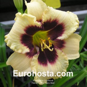 Hemerocallis Piano Man - Eurohosta