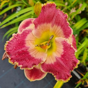 Hemerocallis Picture in Picture