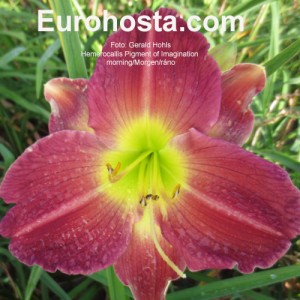 Hemerocallis Pigment of Imagination