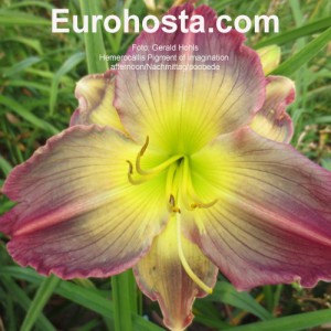 Hemerocallis Pigment of Imagination