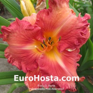 Hemerocallis Pink Aberration