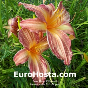 Hemerocallis Pink Stripes - Eurohosta