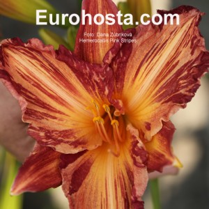 Hemerocallis Pink Stripes - Eurohosta