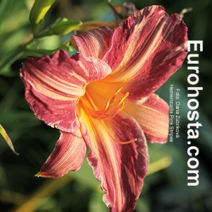 Hemerocallis Pink Stripes - Eurohosta