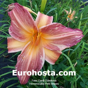 Hemerocallis Pink Stripes