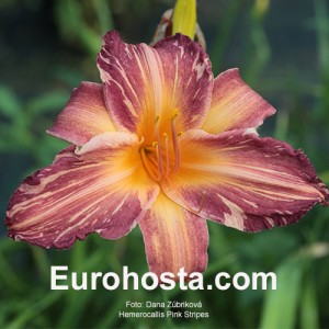 Hemerocallis Pink Stripes