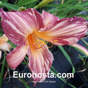 Hemerocallis Pink Stripes