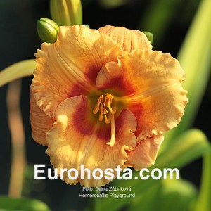 Hemerocallis Playground - Eurohosta