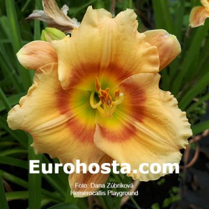 Hemerocallis Playground - Eurohosta