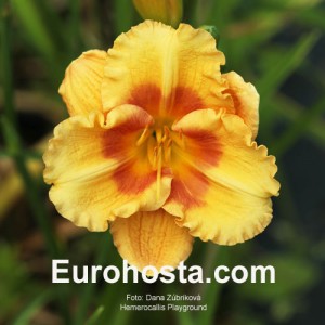 Hemerocallis Playground - Eurohosta