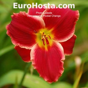 Hemerocallis Pocket Change