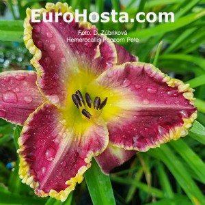 Hemerocallis Popcorn Pete